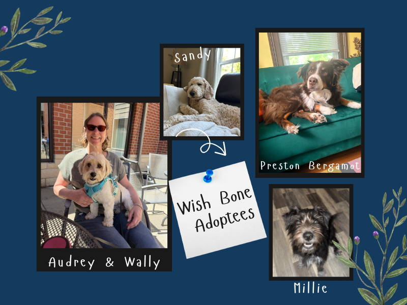 various pictures of staff members with their dogs